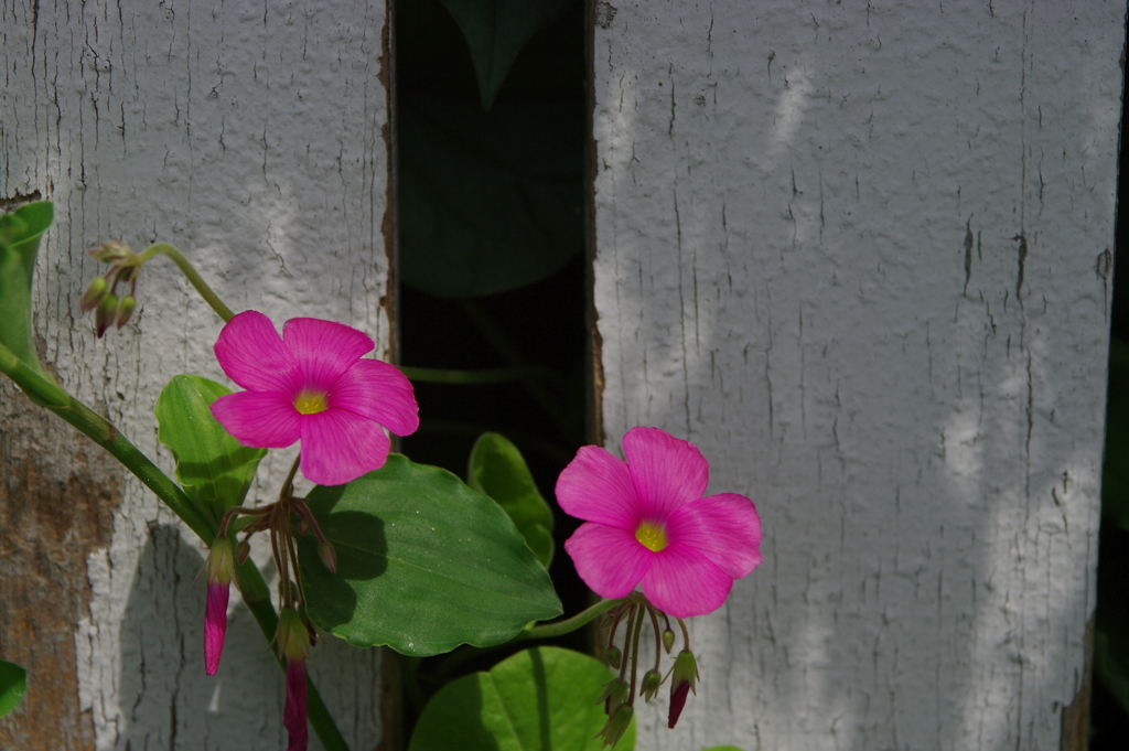 小さな花