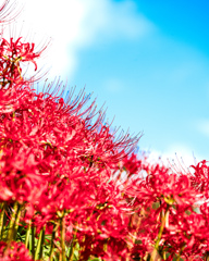 群青の秋空と真紅の曼珠沙華