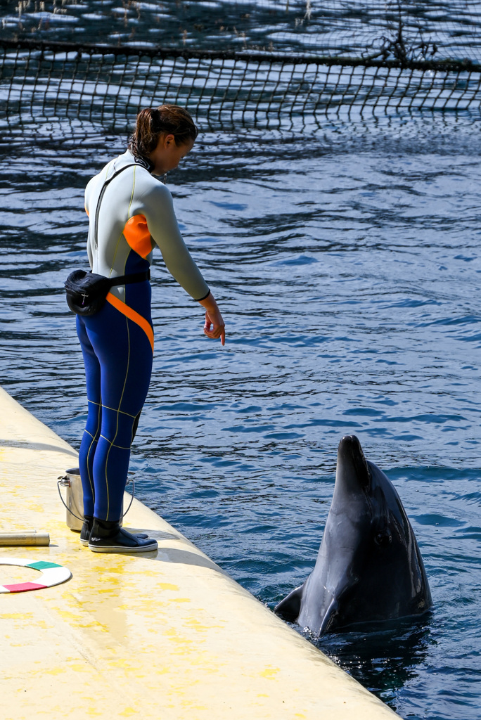 人「やれ」　イルカ「はい」