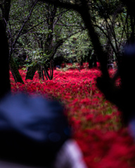 木々の隙間を覗いたらそこには真紅の花園があった