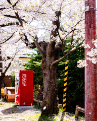 桜咲く街の一角