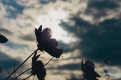 コスモスとヒカリ