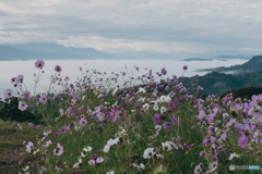 コスモスと雲海