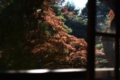 紅葉