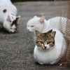 猫猫猫