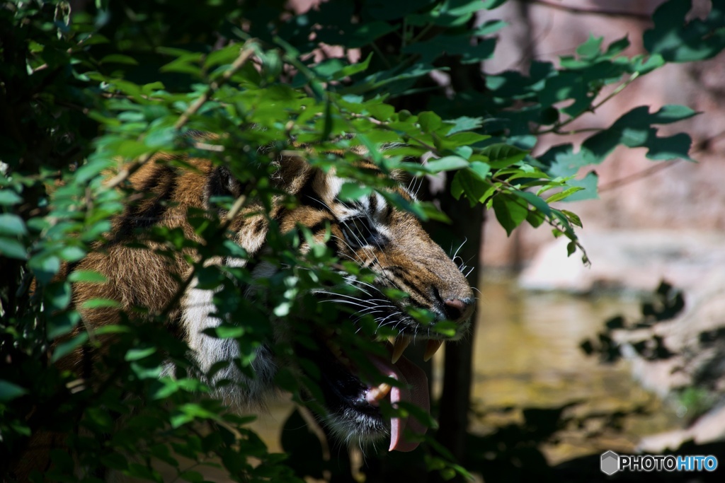 上野動物園　虎