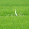 緑の中の白鷺