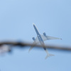 DELTA