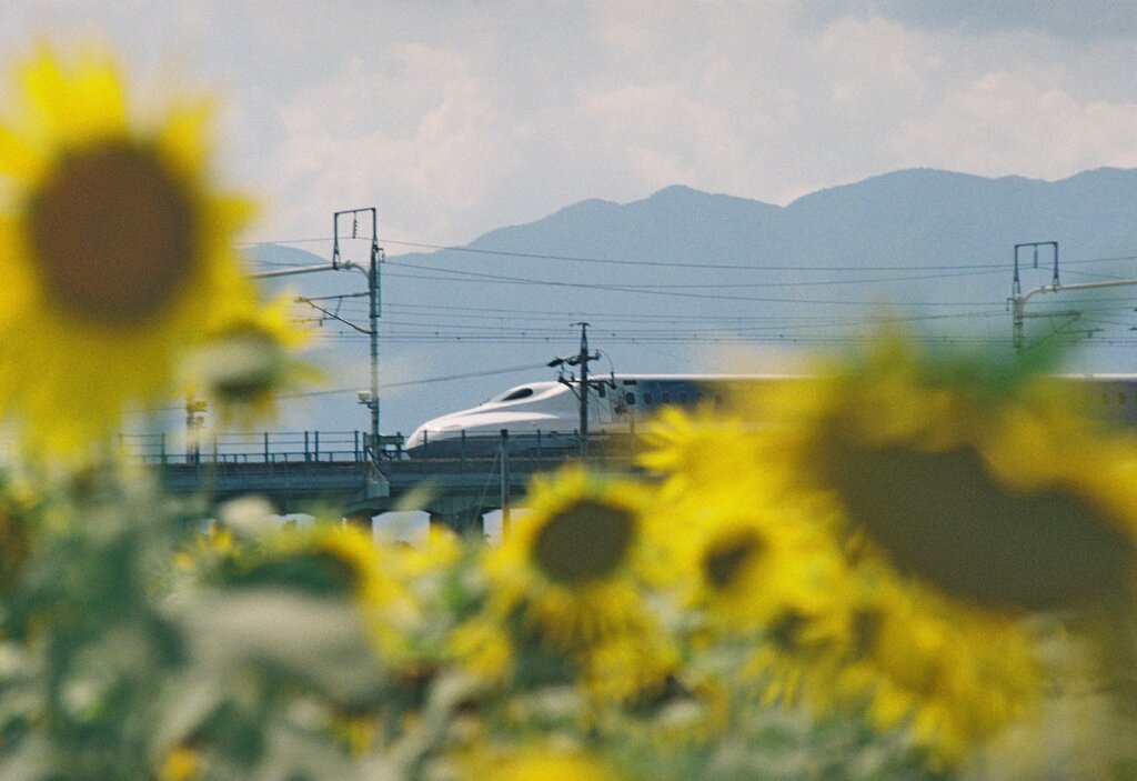 ひまわり畑の間から…