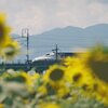 ひまわり畑の間から…