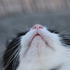猫のひげ