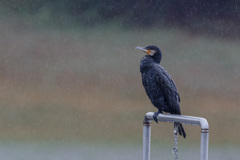 雨に打たれて