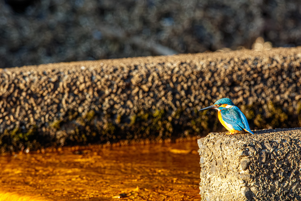 流し小魚、監視中…