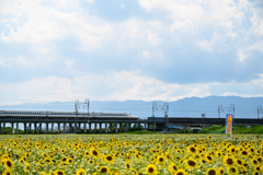 大垣ひまわり畑2025