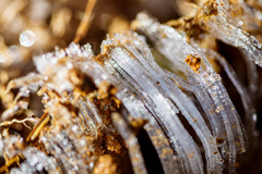 朝陽に触れた氷の糸