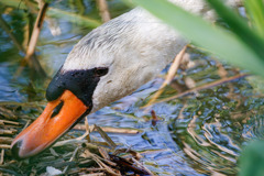コブハクチョウ