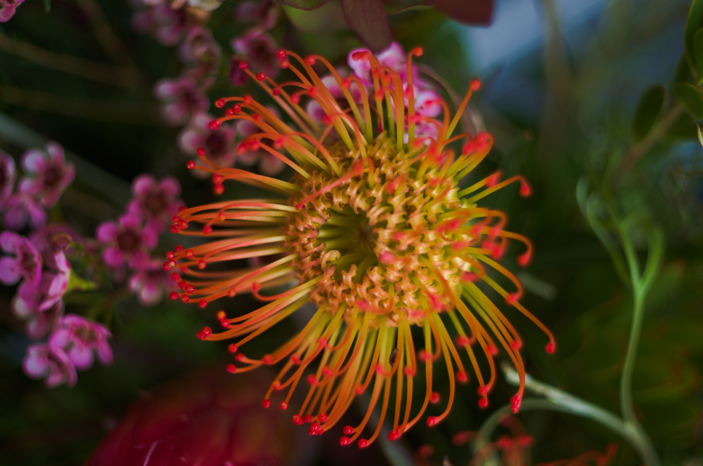 イソギンチャク