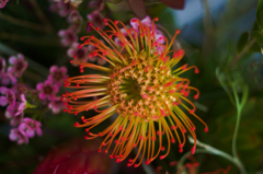 イソギンチャク