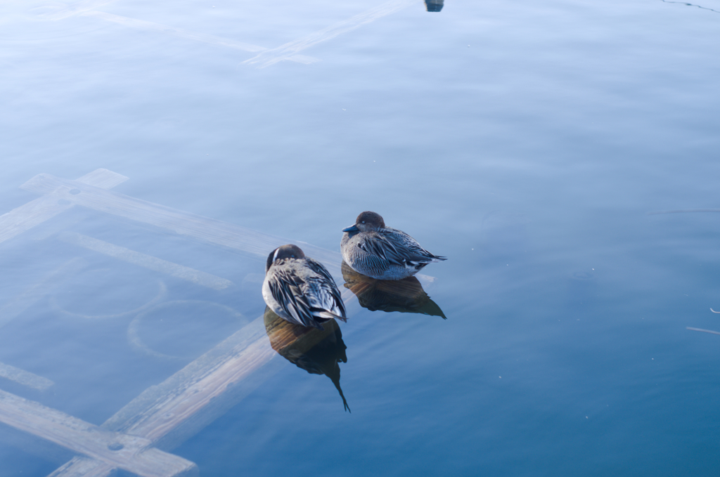 まどろみの二羽