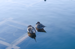 まどろみの二羽