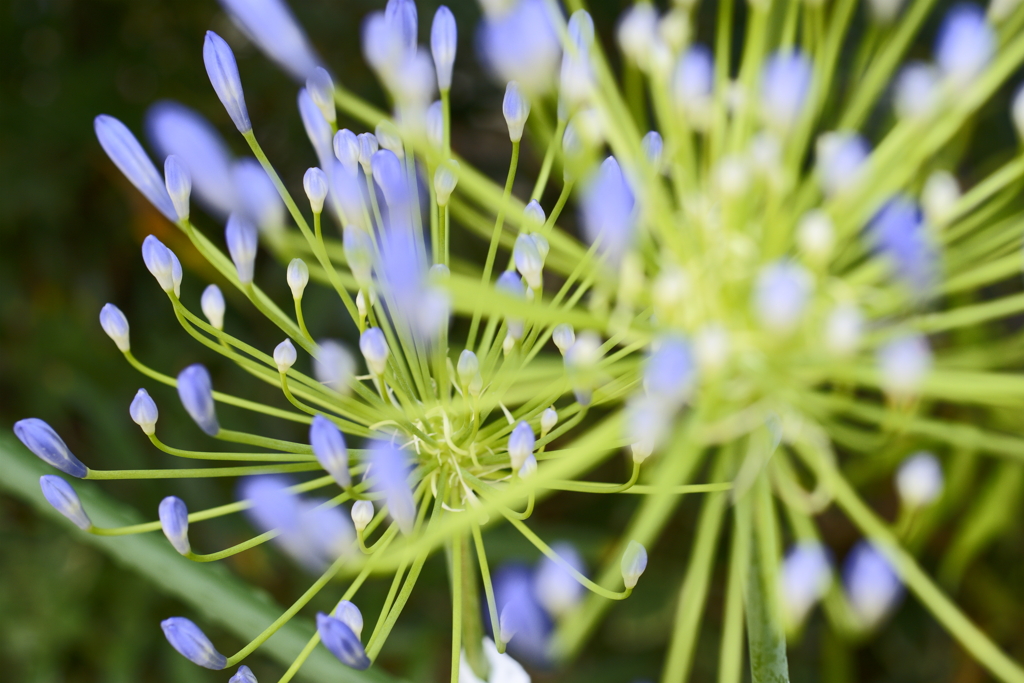 地上の花火
