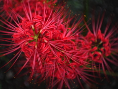線香花火　上から見るか
