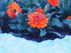 東京にも降ったんだ