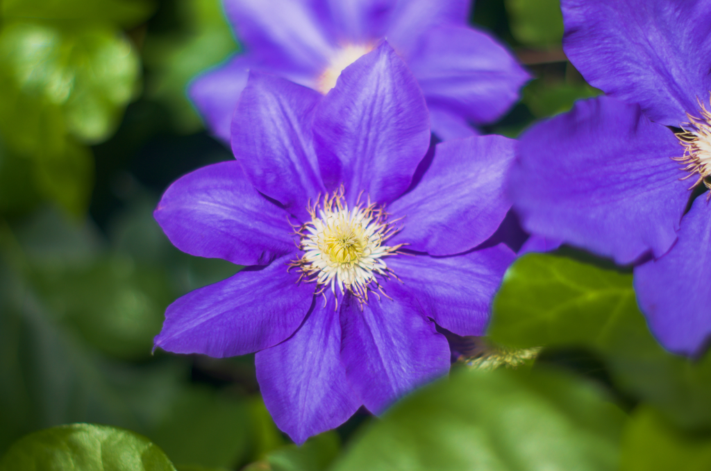 花の名は