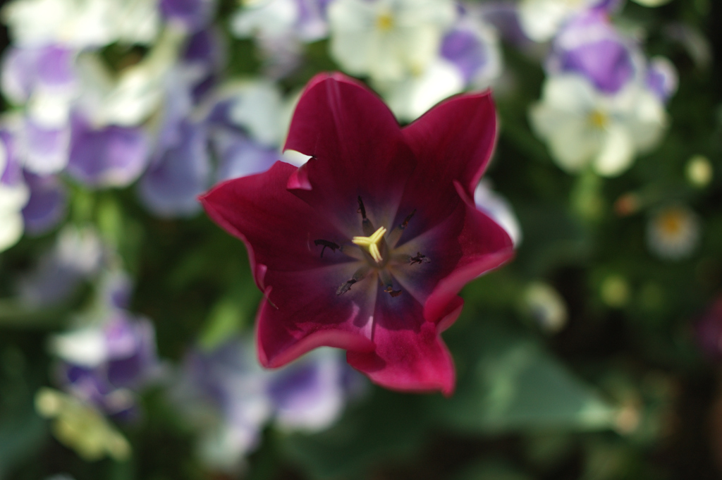 in to the flower