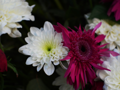 背中合わせのライバル