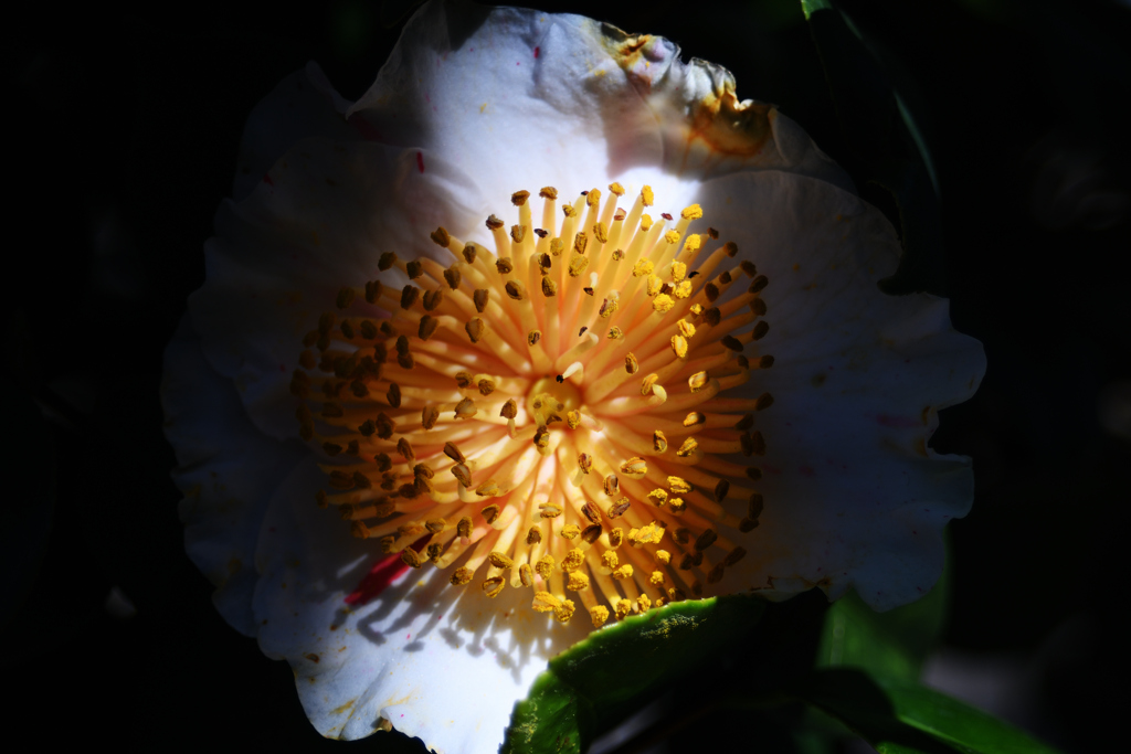 深淵を覗くもの