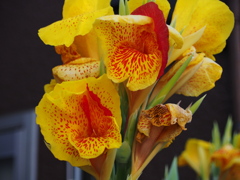 ショッキング！