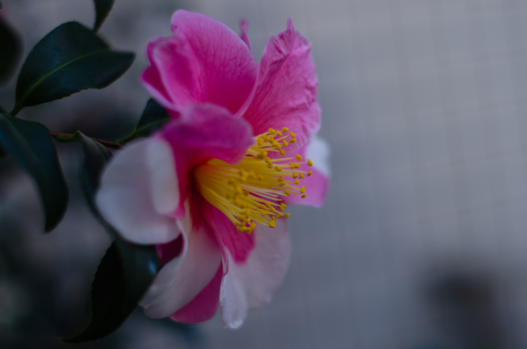 めでたきかな紅白