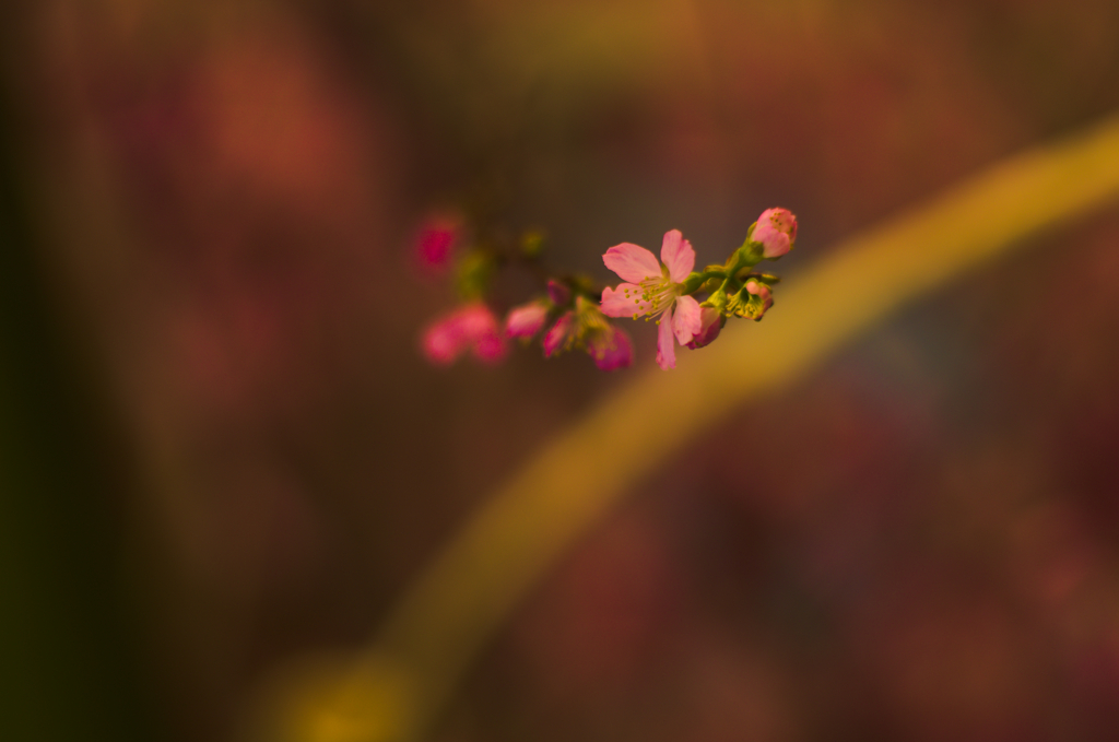小粒桜