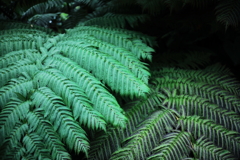 from ジュラシック