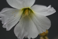 シルキーホワイト