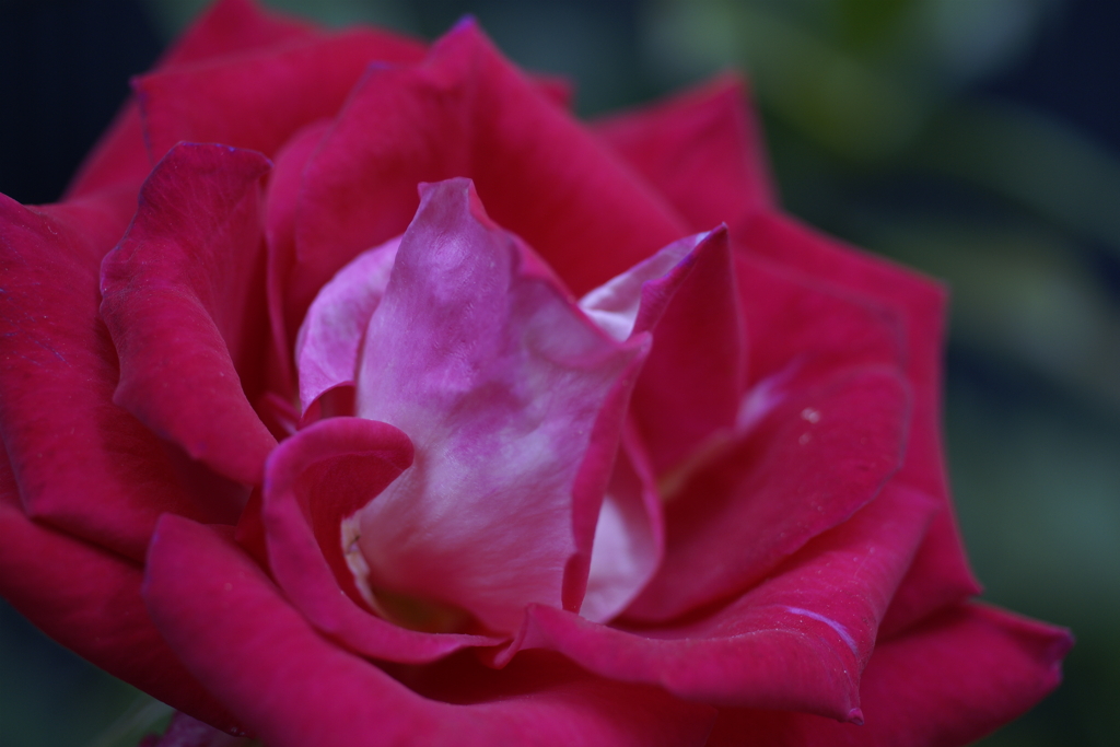 花紋