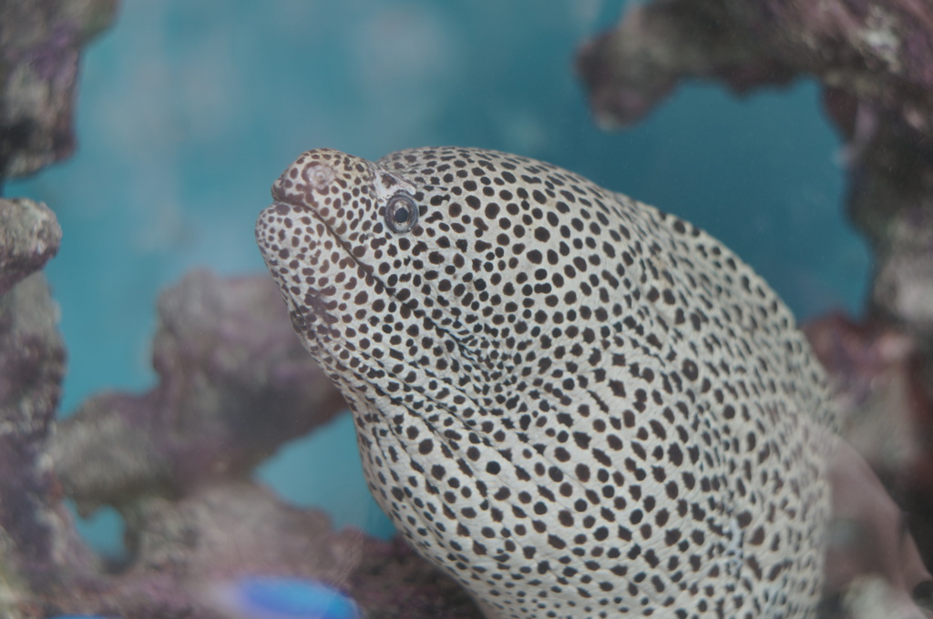 水槽のギャング