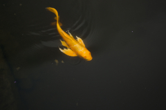 黄金魚