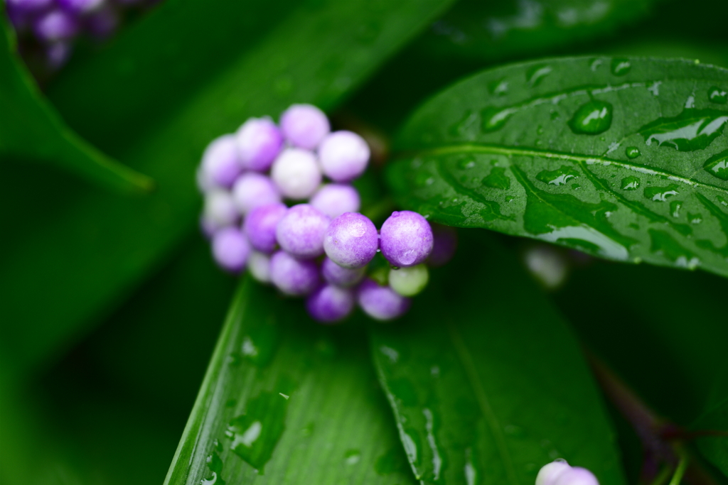 雨粒と色粒