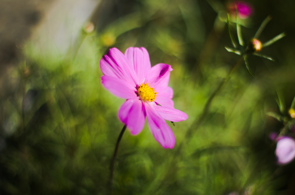 燃えろ俺のコスモス