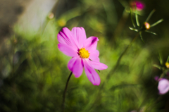 燃えろ俺のコスモス