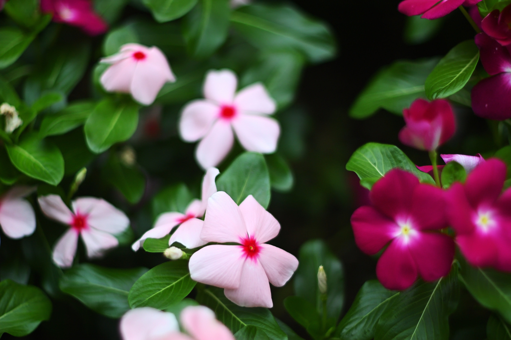 「暑くてダレル・・」