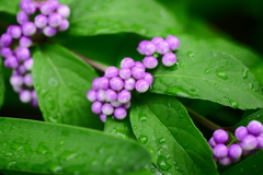 カラフルキャンディ