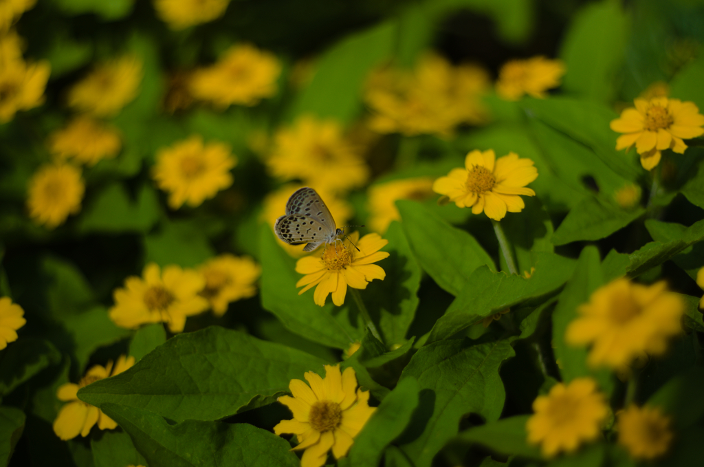 暑チューお見舞い