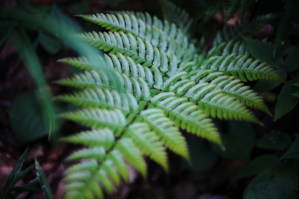 忍び寄るシダ類