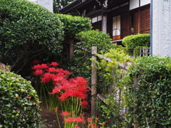 垣根の垣根の赤