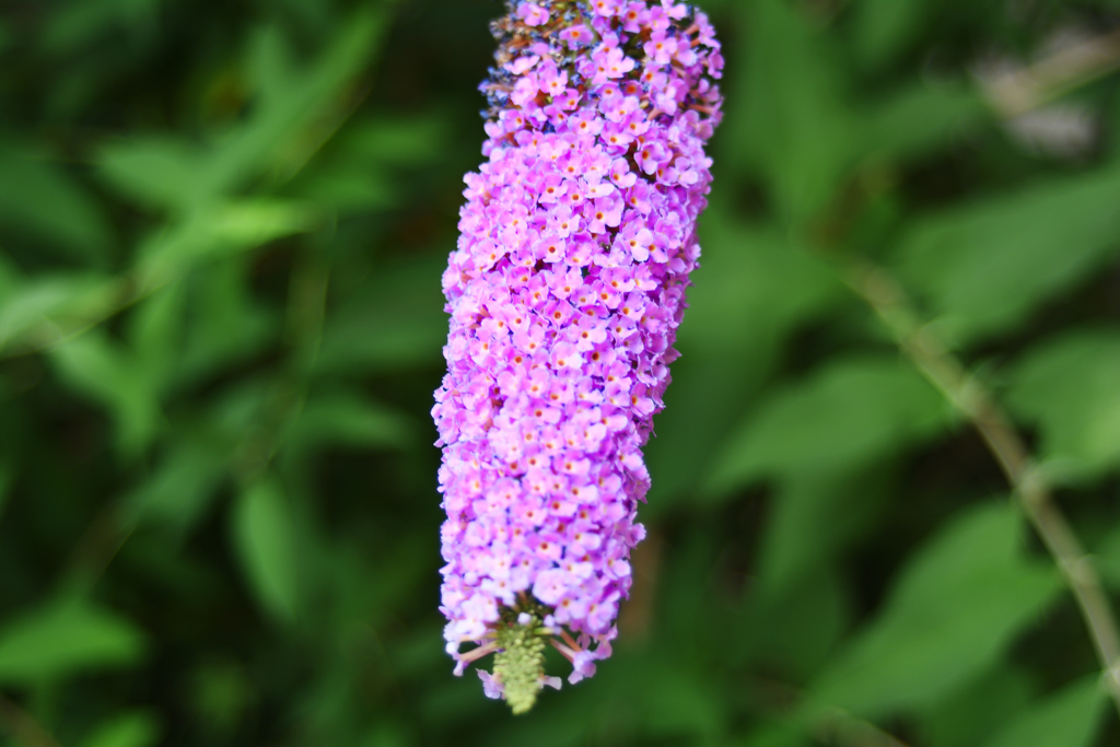 トウモロコシ（紫）