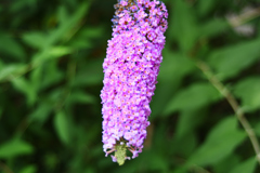 トウモロコシ（紫）