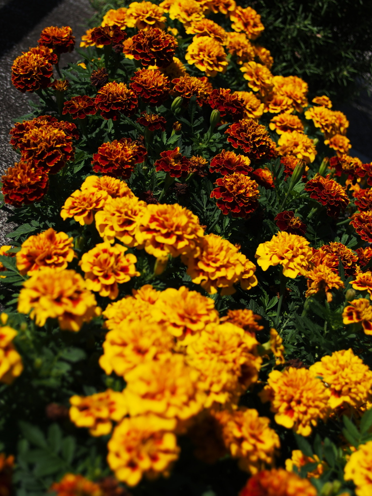 花道
